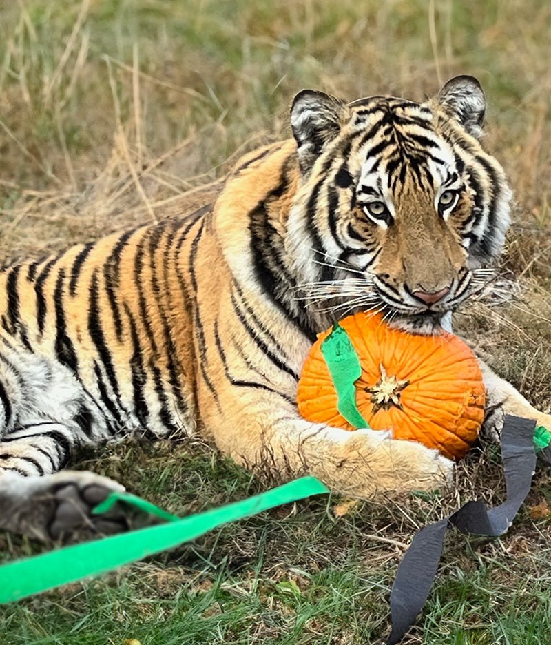 Howl-o-Ween Trunk or Treat and Tours
